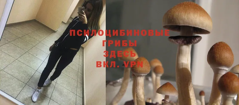 Галлюциногенные грибы Magic Shrooms Сергач